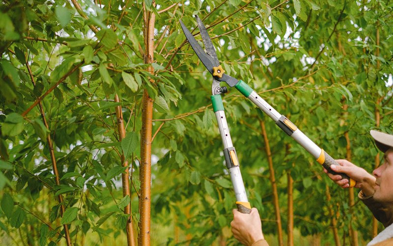 Tree trimming in English, IN