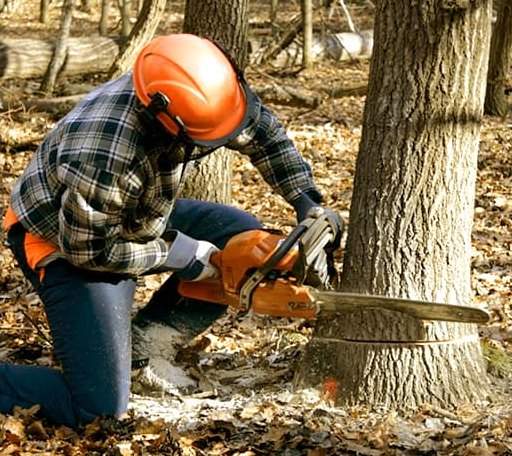 Tree Removal in English, IN